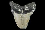 Bargain, Fossil Megalodon Tooth - North Carolina #91644-2